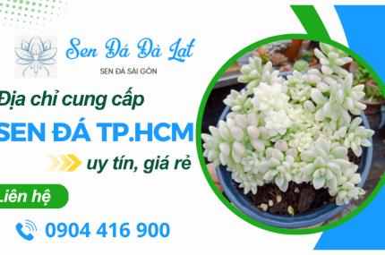 Bí quyết chăm sóc sen đá và địa chỉ cung cấp chất lượng TPHCM