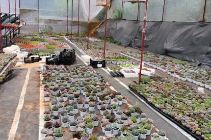 Kinh nghiệm trồng và chăm sóc sen đá lên chuẩn màu