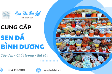 Địa chỉ cung cấp sen đá đẹp, chất lượng, giá tốt tại Bình Dương