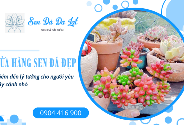 Giới thiệu cửa hàng Sen Đá Đà Lạt - Điểm đến lý tưởng cho người yêu cây cảnh