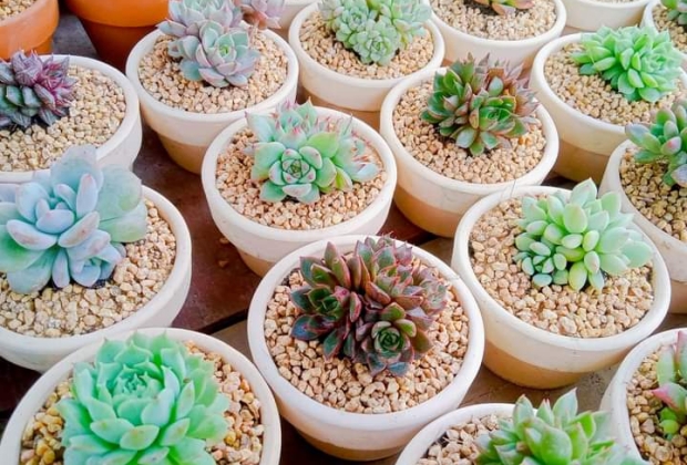Chuyên cung cấp sỉ lẻ sen đá Đà Lạt